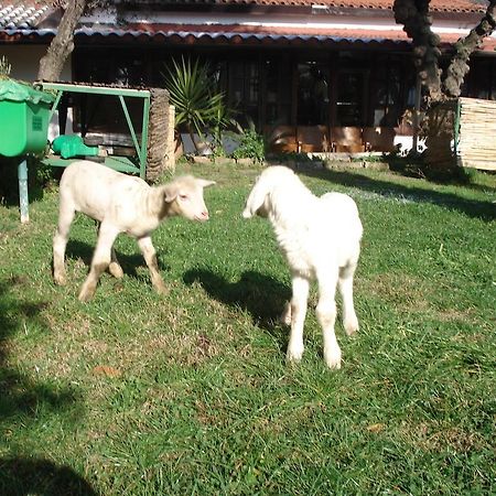 Agriturismo La Vecchia Dolceacqua Villa Exteriör bild